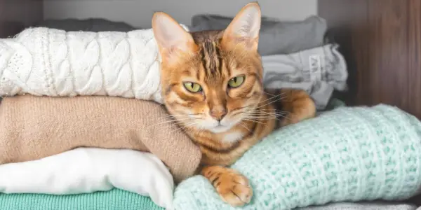 Ein Bild mit einer Katze, die es sich bequem in einem Schrank gemütlich gemacht hat. Die Szene fängt die Katze ein