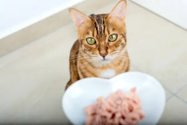 Gato evaluando su nuevo plato de comida húmeda