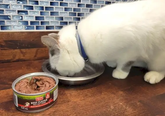 あなたの猫がウェットキャットフードを食べない理由