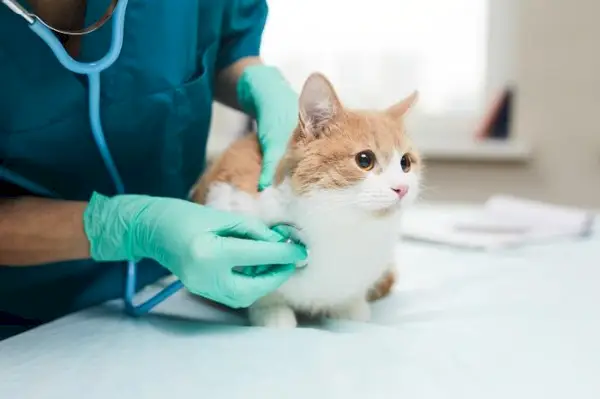 katt- och veterinärkomprimerad