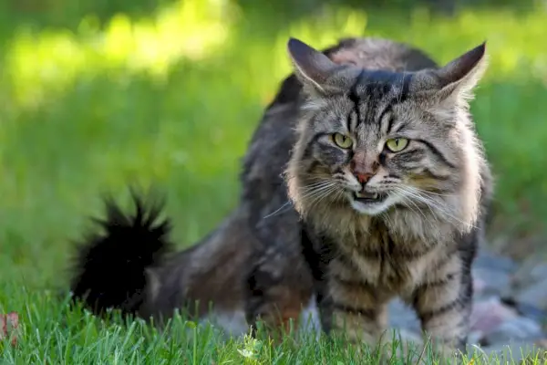 les chats ont-ils le sens du goût, réponse flehmen