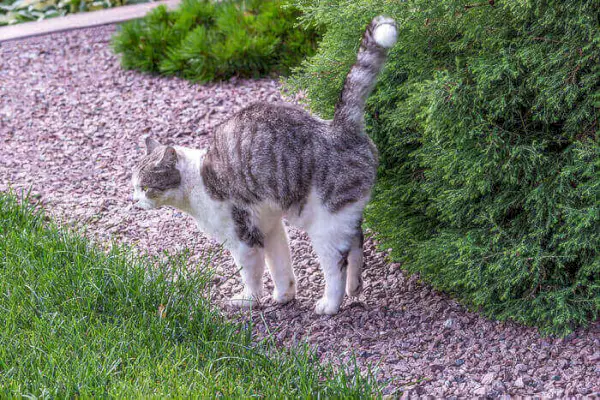 Kedi ilaçlaması nedir