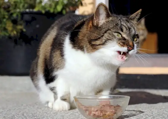 Ein Bild, das eine Katze beim Knurren beim Fressen zeigt.