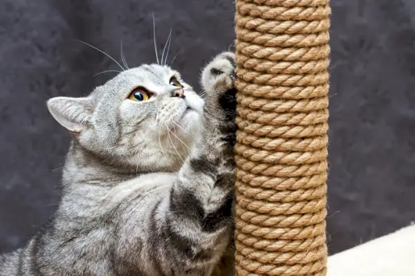 Gatto che gratta un palo progettato per l'arricchimento felino