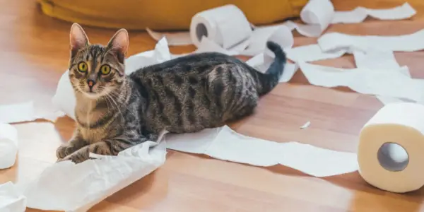 Mačka se igra z razpletenim zvitkom toaletnega papirja