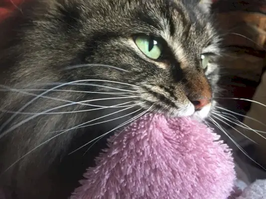 Imagem de um gato amamentando em um cobertor, refletindo uma ação reconfortante e auto-calmante que lembra a infância.