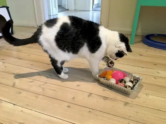 Immagine che mostra una mangiatoia puzzle fatta in casa per gatti, creata da Melina, progettata per stimolare l'impegno mentale e rallentare il consumo.