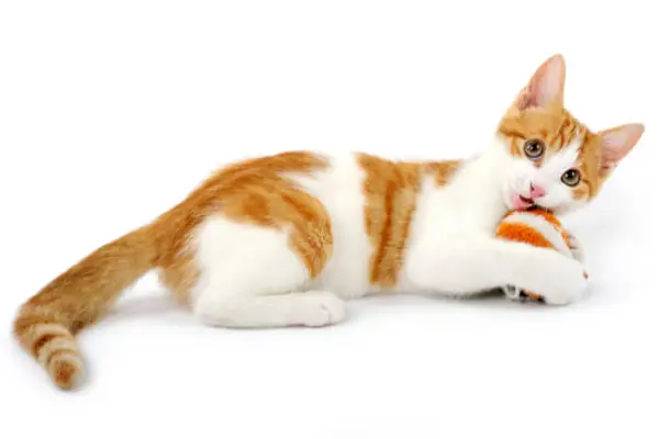 Image vibrante d’un chaton orange et blanc pleinement engagé dans le jeu, rayonnant d’énergie et de curiosité juvéniles.