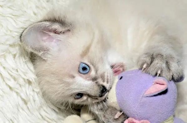 Imagem de um gato mastigando brinquedos, demonstrando ludicidade e interação com objetos tanto para entretenimento quanto para saúde bucal.