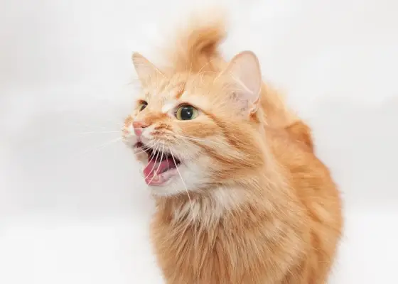 Immagine di un gatto arrabbiato che sibila, mostra un linguaggio del corpo difensivo e vocalizza il suo disagio o la minaccia percepita.