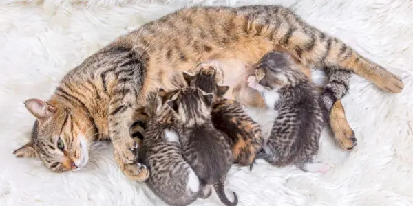 Immagine che cattura la scena commovente di una mamma gatta con i suoi adorabili gattini, evidenziando il legame e la cura tra una mamma gatta e la sua prole.