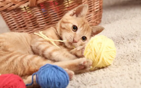 Immagine deliziosa di un gattino che gioca con il filo, mostrando l'energia giovanile e la naturale curiosità felina.