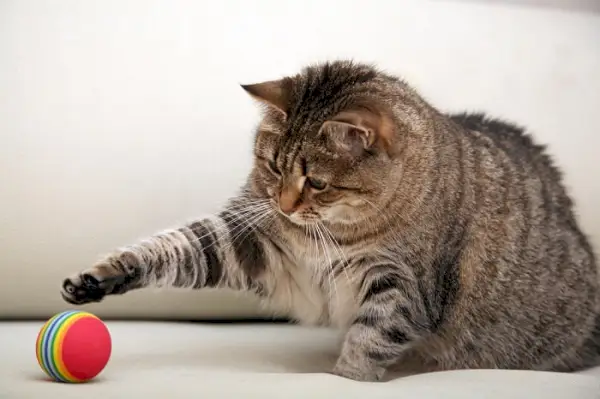 Image capturant un chat en train de jouer, faisant preuve d'agilité et d'enthousiasme dans un moment d'engagement actif.