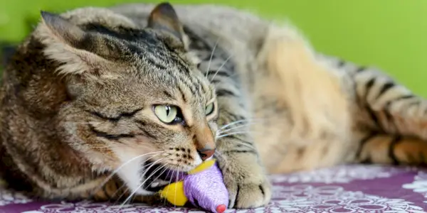 Immagine che cattura un gatto impegnato nel comportamento di suzione, un istinto naturale spesso mostrato come un'azione confortante, che ricorda l'infanzia.