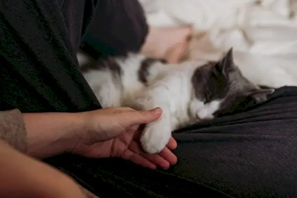 Beeld dat een hartverwarmend moment van verbondenheid en genegenheid vastlegt tussen een persoon en zijn kat, en illustreert de diepe band die ze delen.