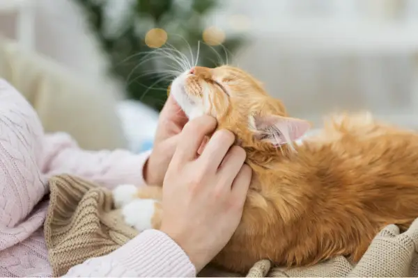 Das Bild zeigt Schritte, um eine starke Bindung zu einer Katze aufzubauen, während eine Person lernt, es ihr bequem und liebevoll zu machen, während sie auf ihrem Schoß sitzt.