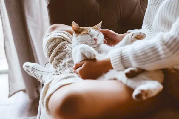 Geschätzte Szene einer Katze, die friedlich eindöst, während sie sich an jemanden schmiegt