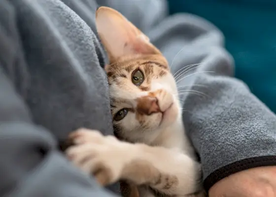 Bild einer zufriedenen Katze, die sich in eine Person schmiegt