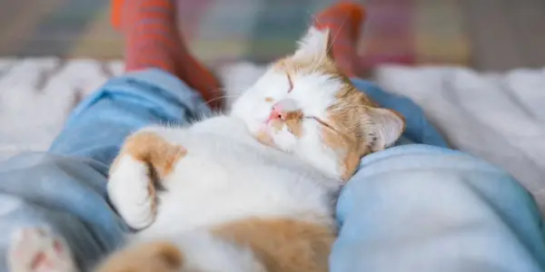 Gemütliche Szene einer Katze, die friedlich zwischen jemandem liegt