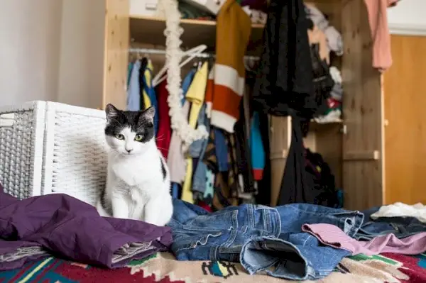 Gato buscando atenção através do ato de derrubar coisas, enfatizando o felino