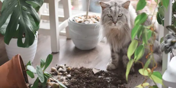 Eine verspielte Katze, die ihre Neugierde zum Ausdruck bringt, indem sie Dinge von einer Oberfläche wirft und so eine Mischung aus Unfug und Erkundung an den Tag legt.