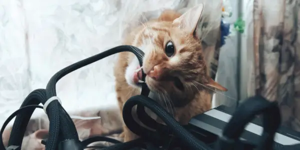 Chat mâchant des cordons électriques.