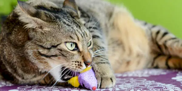 Chat mâchant du plastique.