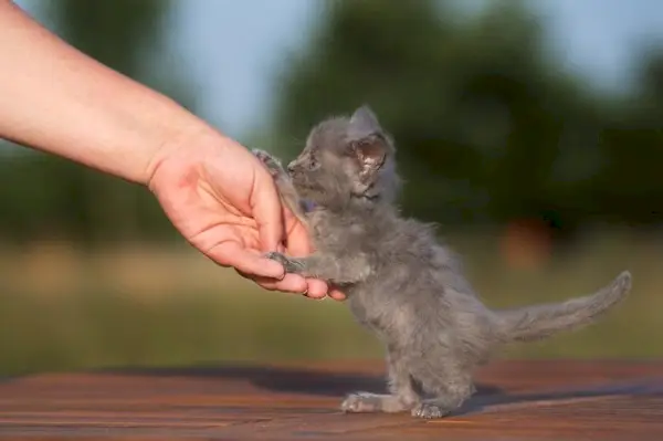 Adorável gatinho cinzento capturado num momento sincero, irradiando curiosidade juvenil e inocência através da sua expressão encantadora e postura brincalhona.