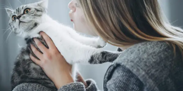 Imagem de um gato menos carinhoso, exibindo um comportamento mais reservado e destacando a diversidade de personalidades encontradas nos companheiros felinos.