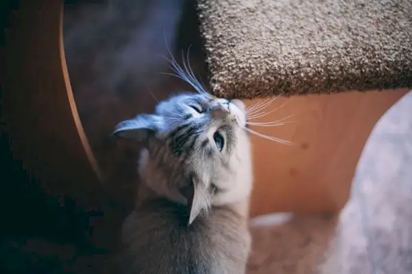 il gatto strofina la museruola sul bordo della sedia