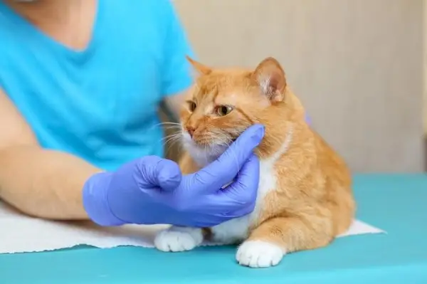 veterinar care examinează pisica bolnavă