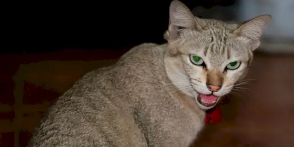 Ein Bild, das das Konzept einer unsicheren Katze vermittelt, die sich unsicher fühlt.