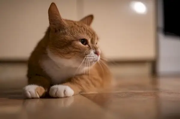 Binnenlandse rode kat in een met weinig licht