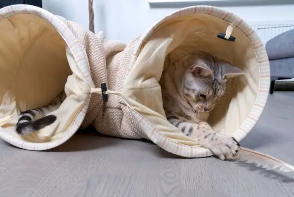 El gato manchado de plata de Bengala juega en el túnel