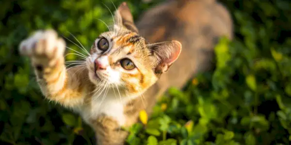 Overgestimuleerde kat: tekenen, symptomen en hoe u kunt helpen