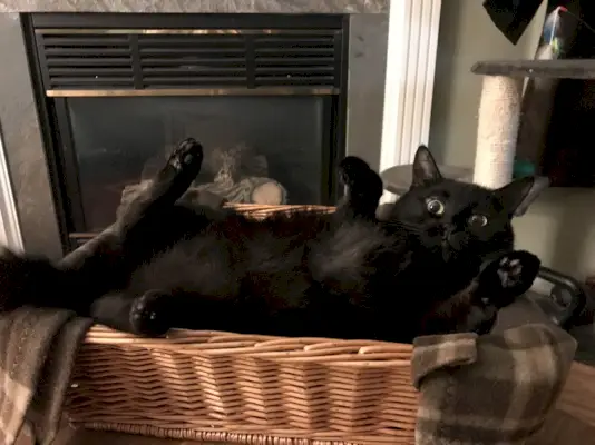 De jolis chats noirs se trouvent dans une position étrange avec les pattes en l'air.