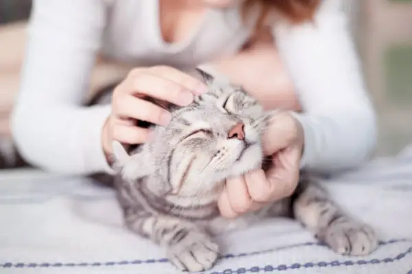 Persona che massaggia il gatto