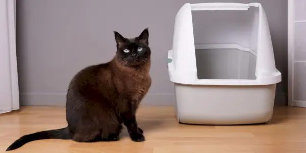 猫がトイレの外でおしっこをする6つの一般的な理由