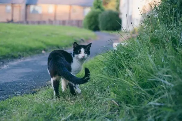 kat die in een groen gras loopt