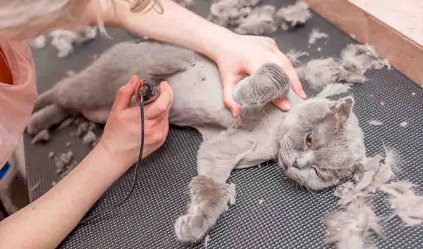 고양이 면도하는 미용사