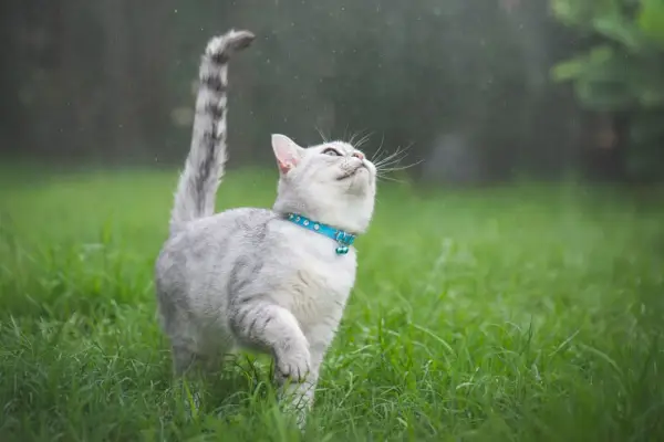 緑の草の中を歩く猫