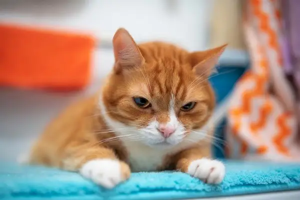 gato recostado sobre la alfombra del baño