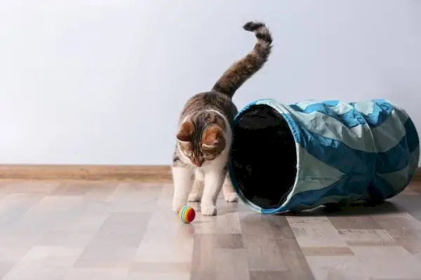 gatto che gioca a palla e tunnel per gatti