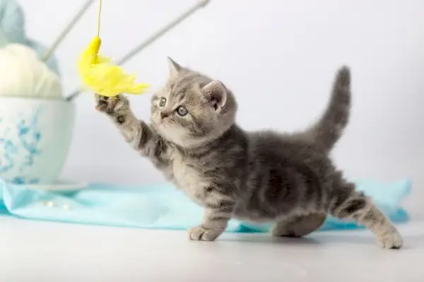 gato jugando juguete para gato