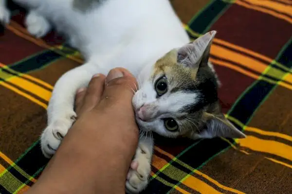 gato mordiendo pie humano