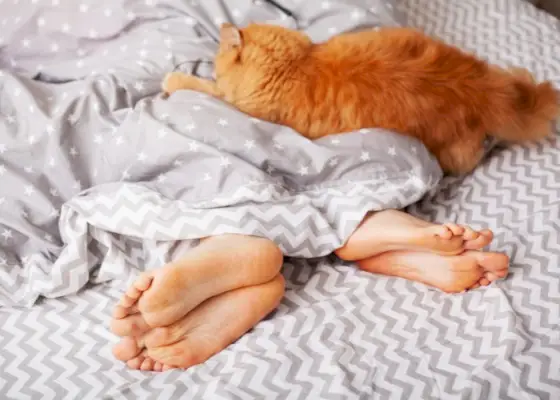 humano durmiendo en la cama con gato