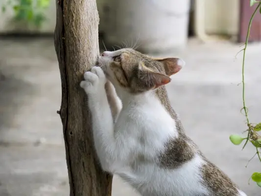 La imagen probablemente ilustra un gato que muestra un comportamiento territorial, posiblemente defendiendo su territorio contra un intruso.