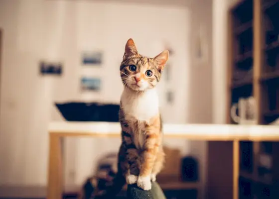 L'immagine mostra un gatto che guarda direttamente la fotocamera con occhi concentrati e un'espressione curiosa.