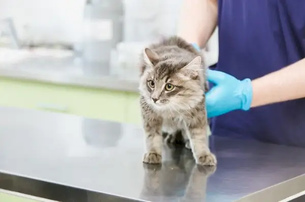 Slika ponazarja odgovornega lastnika, ki svojo mačko pelje k ​​veterinarju na pregled.