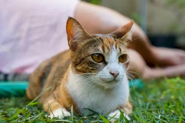 Snímek zachycuje kočku sedící složeným způsobem, zatímco svého majitele zdánlivě ignoruje.